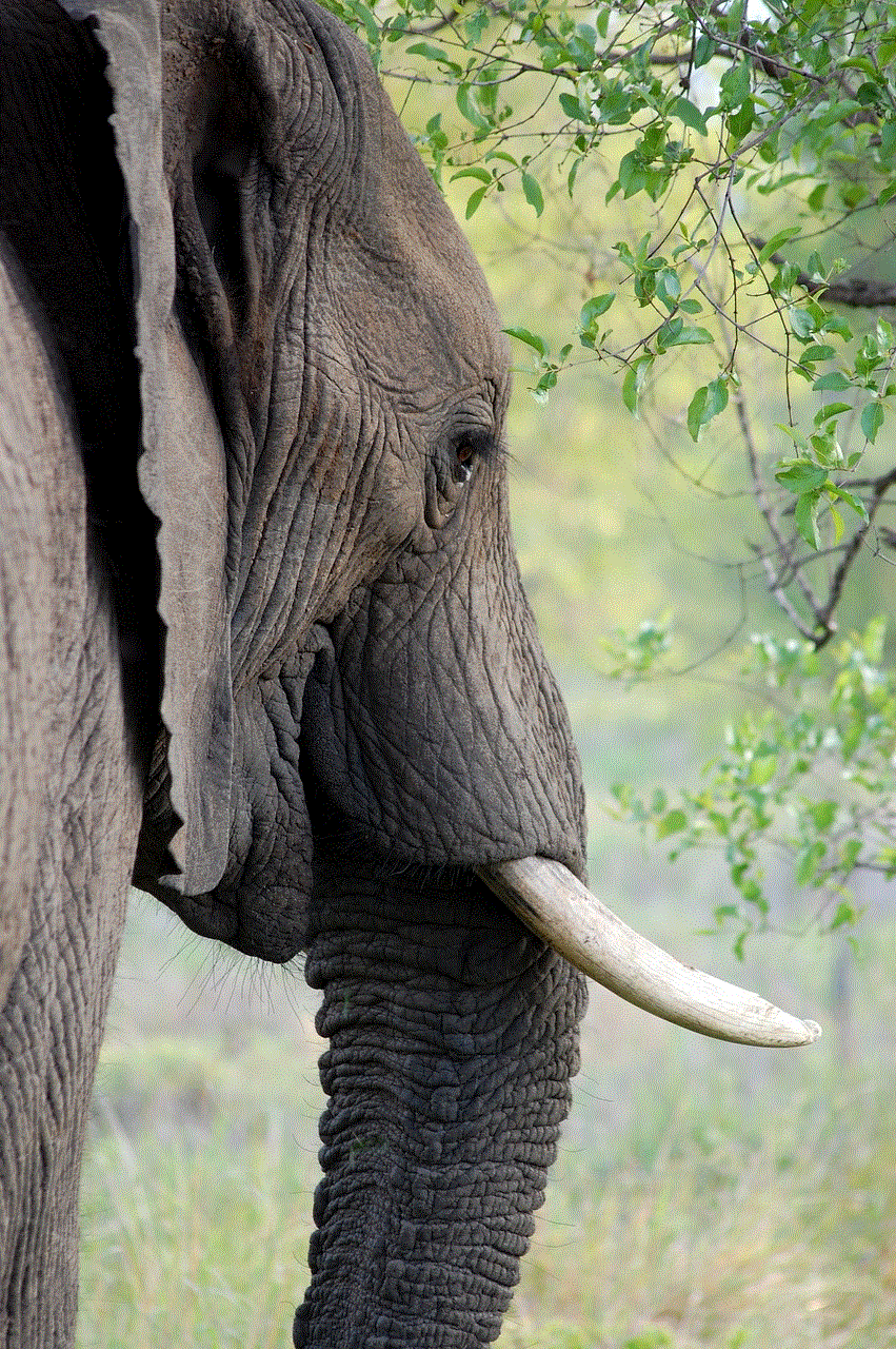 Elephant Tusk