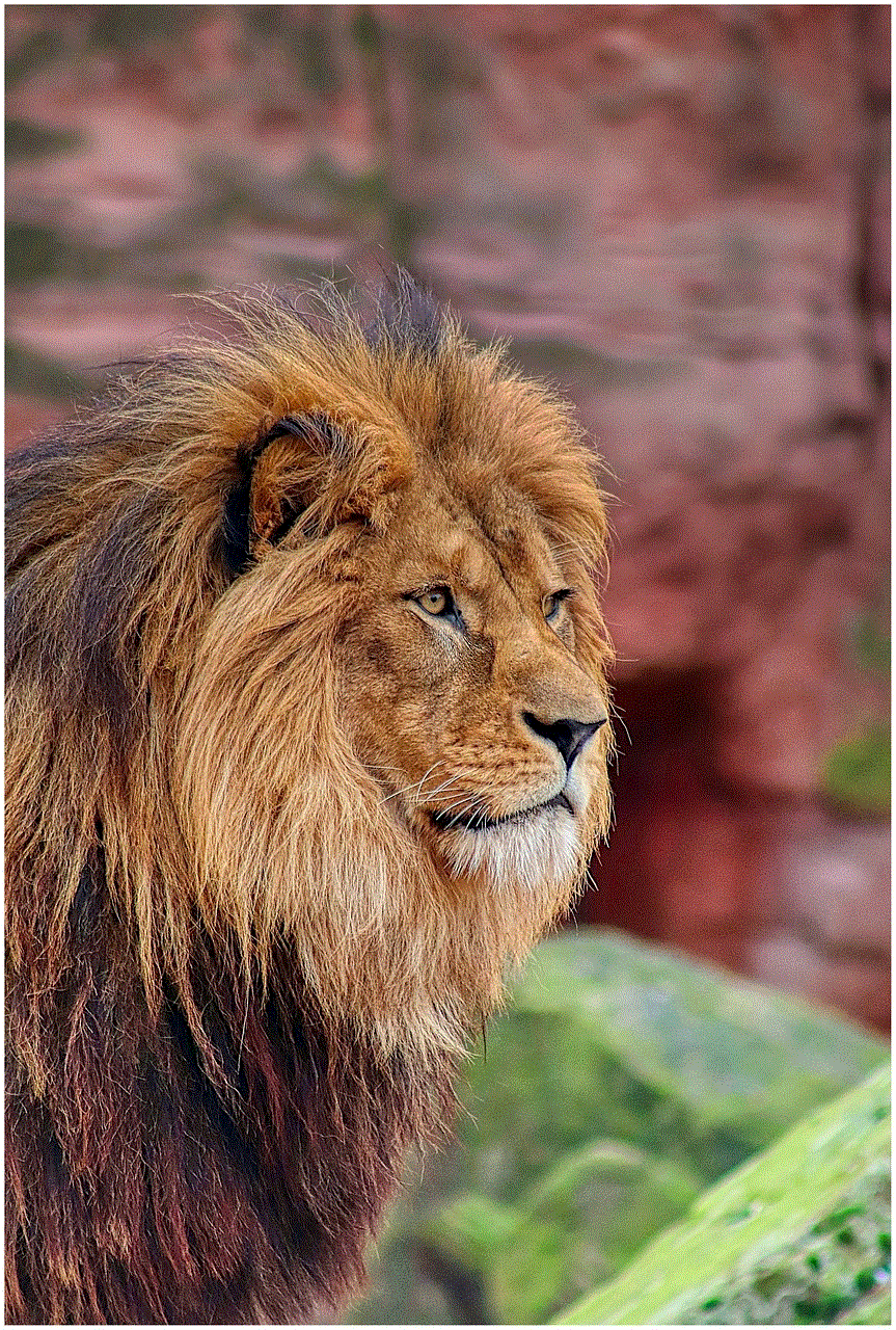 Lion Nature