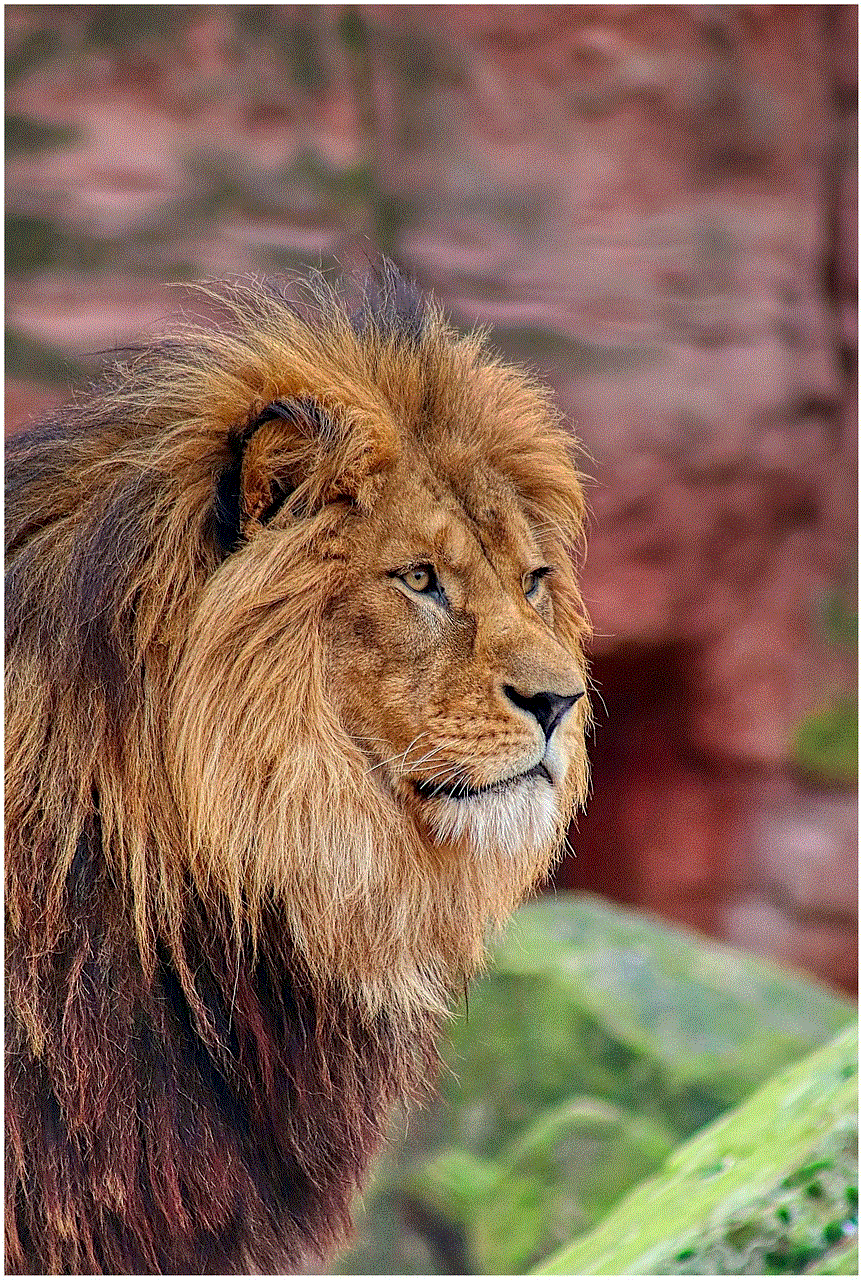 Lion Nature Lion Nature
