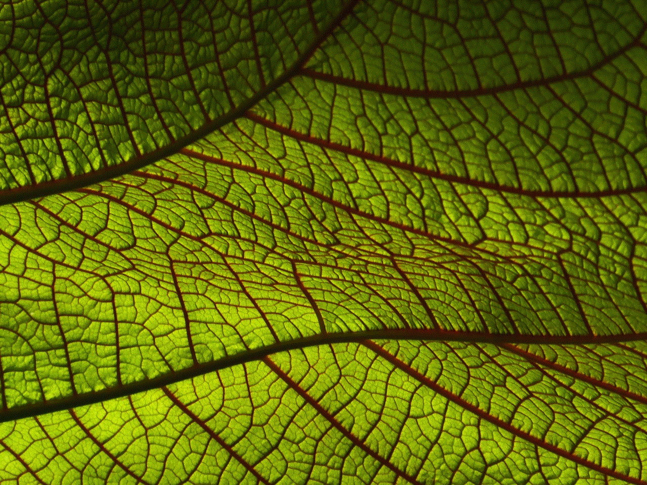 Leaf Macro