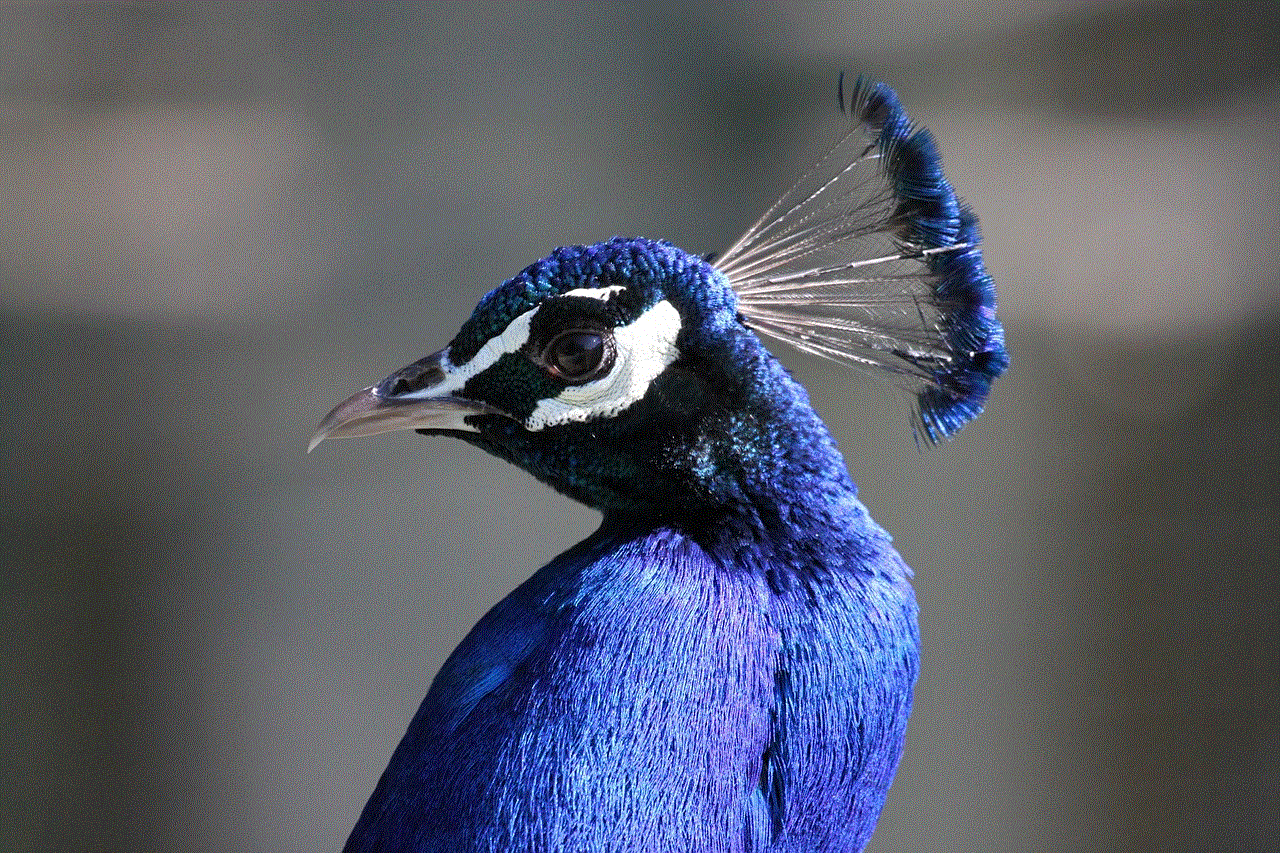 Peacock Bird