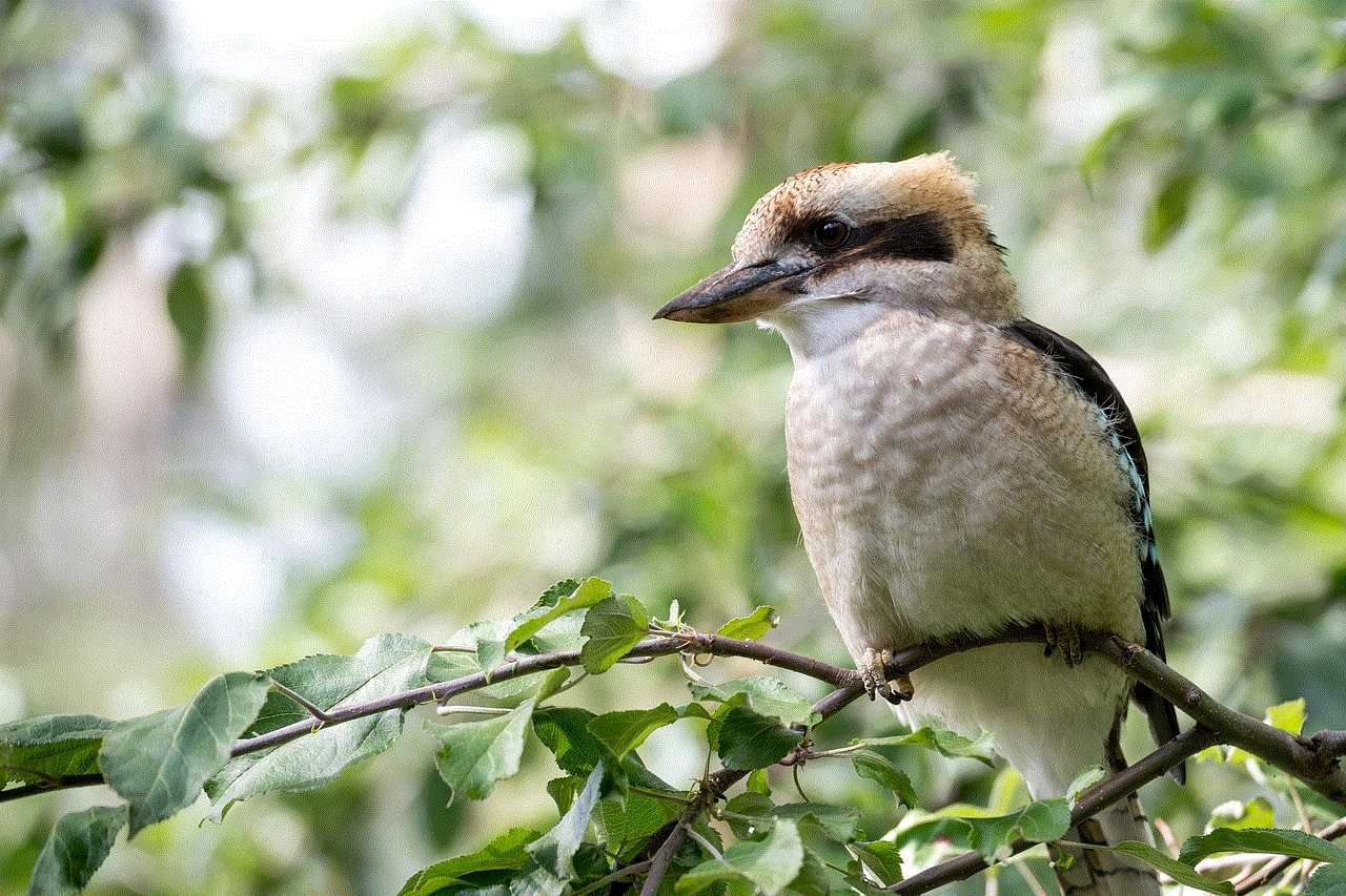 Kookaburra Bird