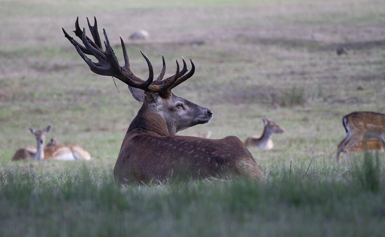 Deer Elk