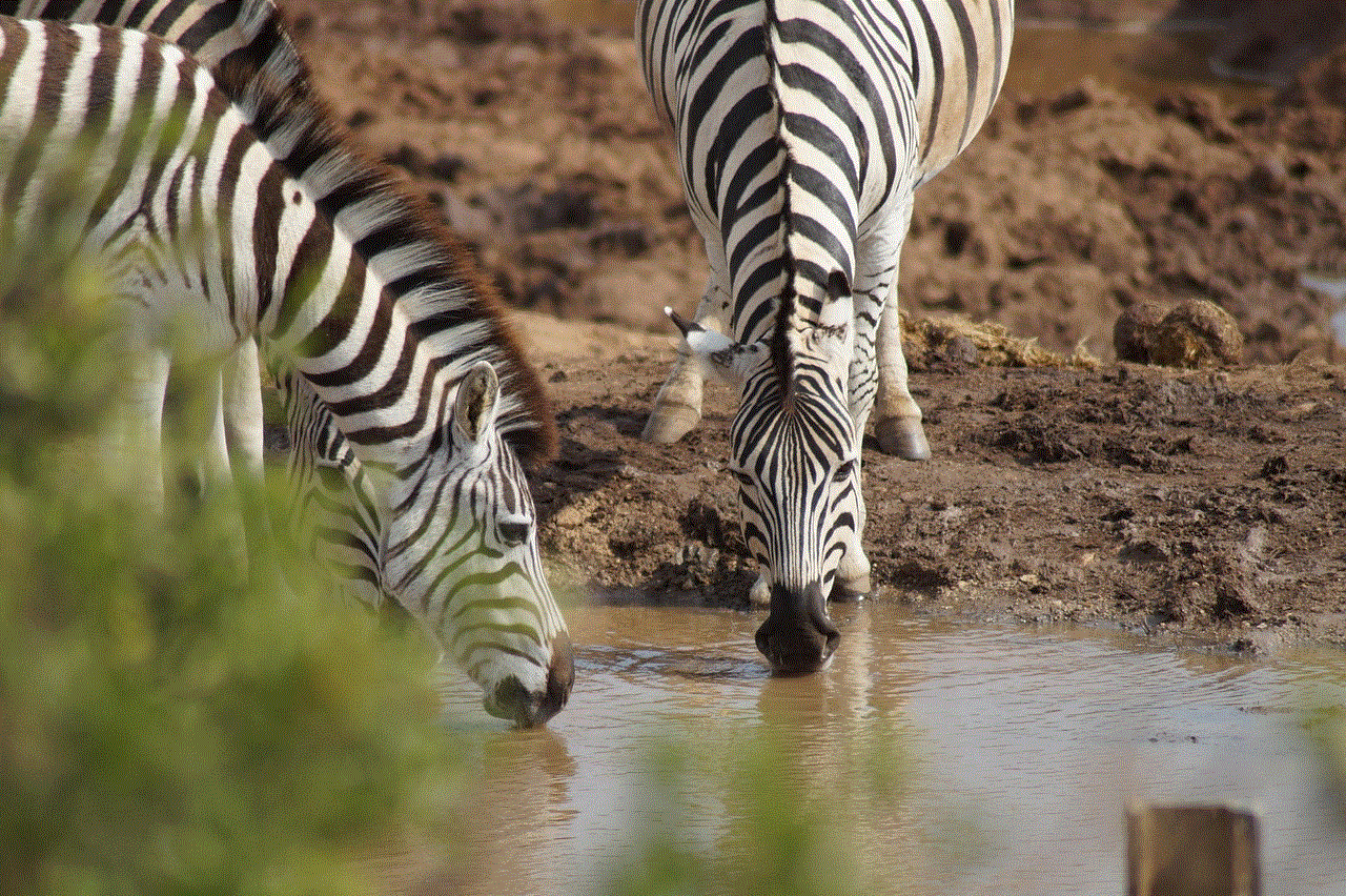 Zebras Animals