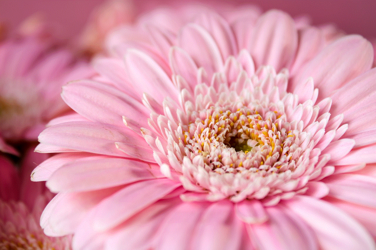 Gerbera Pink